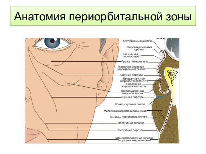 Анатомия периорбитальной зоны