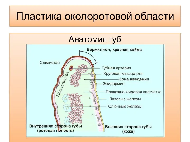 Пластика околоротовой области Анатомия губ