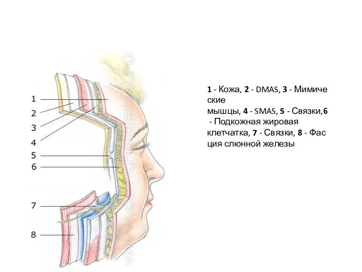 1 - Кожа, 2 - DMAS, 3 - Мимические мышцы, 4