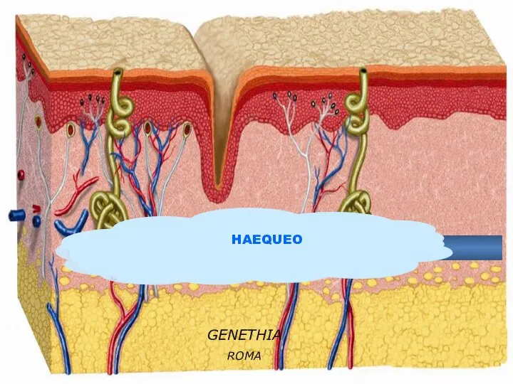 GENETHIA ROMA HAEQUEO