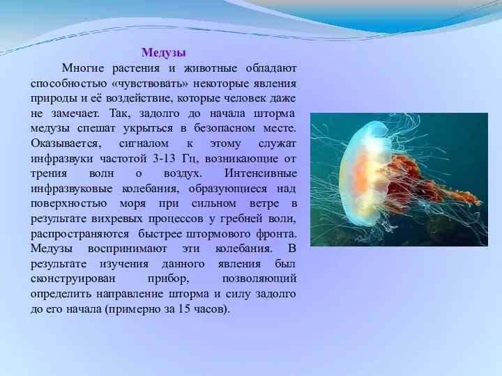 Медузы Многие растения и животные обладают способностью «чувствовать» некоторые явления природы