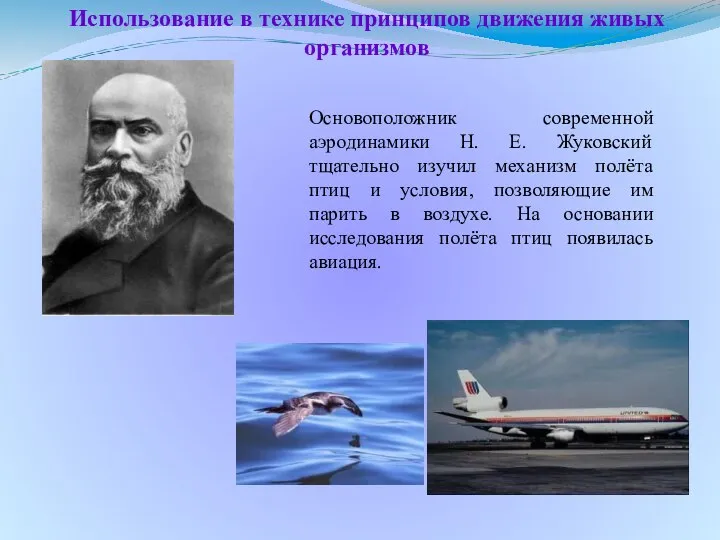 Основоположник современной аэродинамики Н. Е. Жуковский тщательно изучил механизм полёта птиц