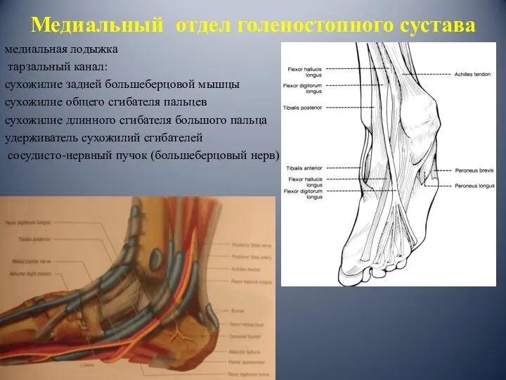 Медиальный отдел голеностопного сустава медиальная лодыжка тарзальный канал: сухожилие задней большеберцовой