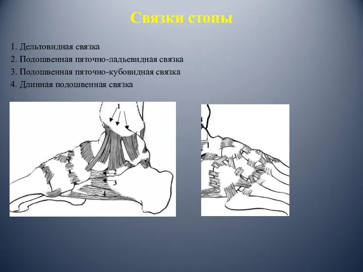 Связки стопы 1. Дельтовидная связка 2. Подошвенная пяточно-ладьевидная связка 3. Подошвенная