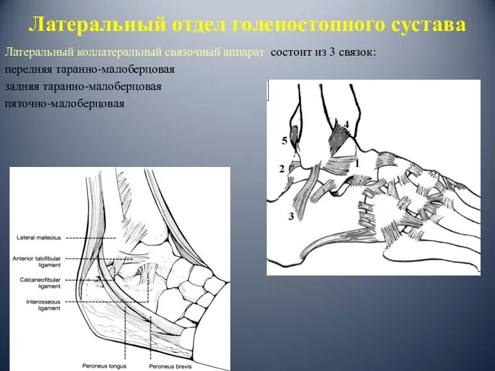 Латеральный отдел голеностопного сустава Латеральный коллатеральный связочный аппарат состоит из 3