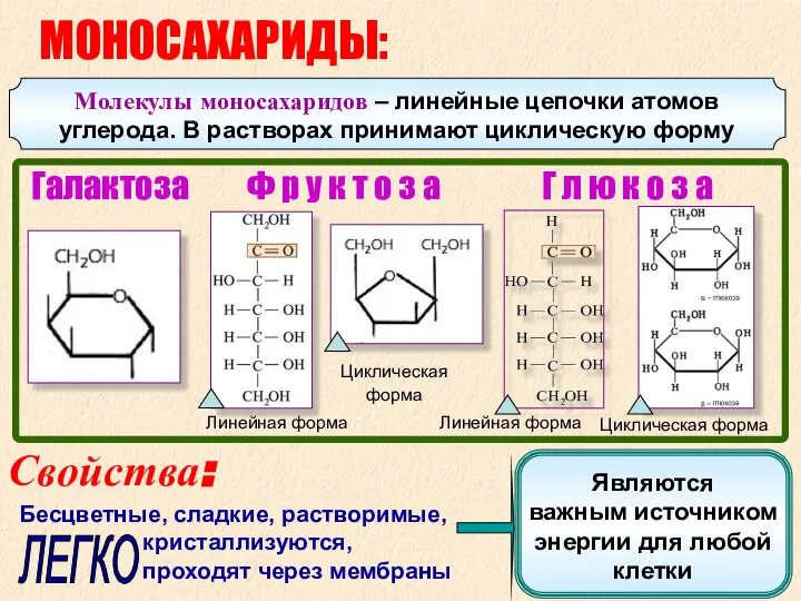 Линейная форма Ф р у к т о з а Г