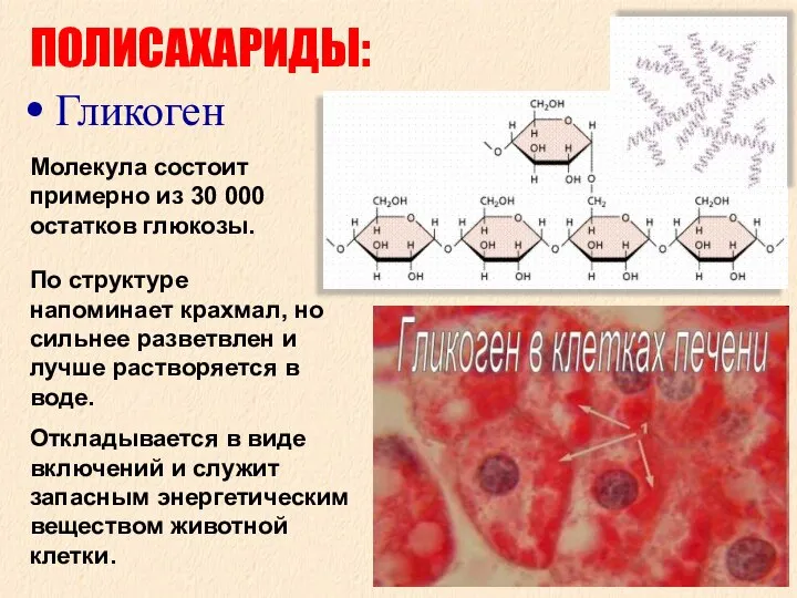 ПОЛИСАХАРИДЫ: Гликоген Молекула состоит примерно из 30 000 остатков глюкозы. По