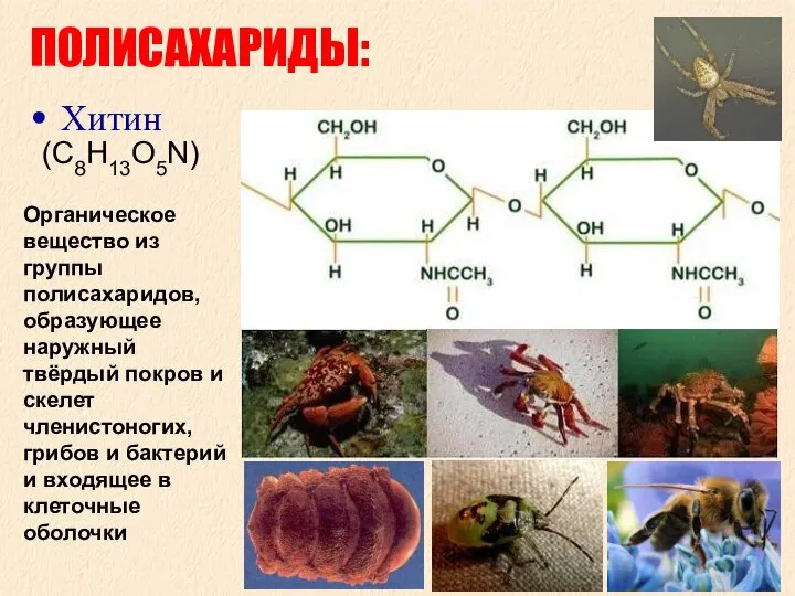 ПОЛИСАХАРИДЫ: Хитин Органическое вещество из группы полисахаридов, образующее наружный твёрдый покров