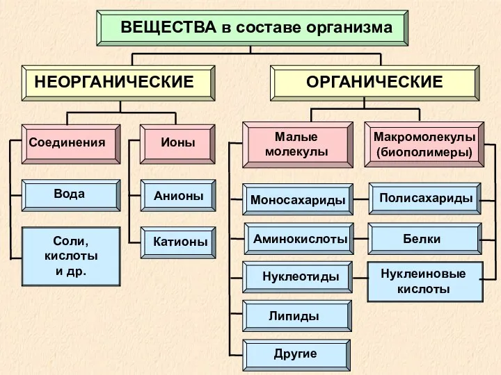 ВЕЩЕСТВА в составе организма НЕОРГАНИЧЕСКИЕ ОРГАНИЧЕСКИЕ Соединения Ионы Малые молекулы Макромолекулы