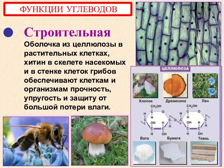 Строительная Оболочка из целлюлозы в растительных клетках, хитин в скелете насекомых