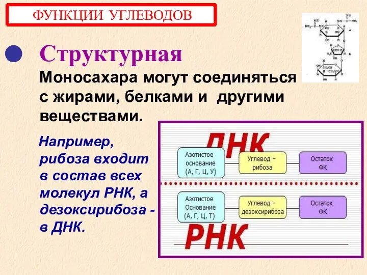 Структурная Моносахара могут соединяться с жирами, белками и другими веществами. Например,