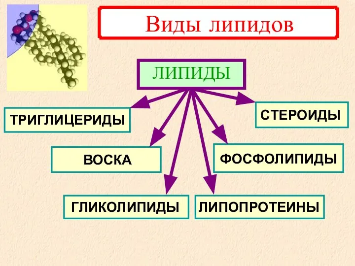 ФОСФОЛИПИДЫ СТЕРОИДЫ ЛИПОПРОТЕИНЫ ГЛИКОЛИПИДЫ ТРИГЛИЦЕРИДЫ ВОСКА ЛИПИДЫ Виды липидов