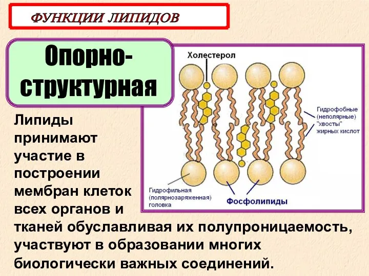 Опорно-структурная ФУНКЦИИ ЛИПИДОВ Липиды принимают участие в построении мембран клеток всех