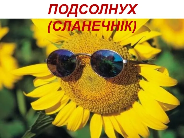 ПОДСОЛНУХ (СЛАНЕЧНІК)