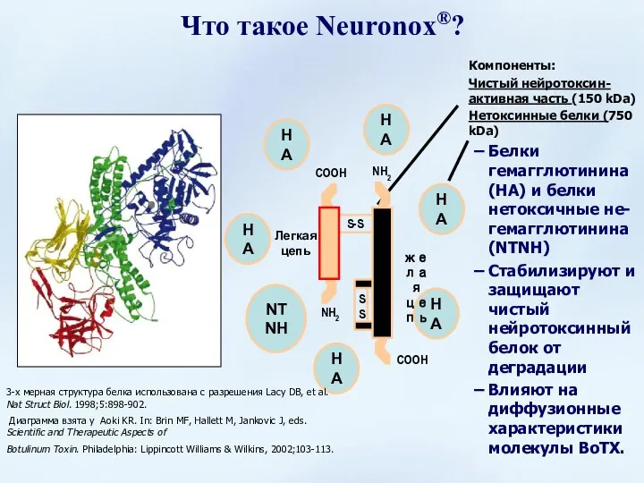 Компоненты: Чистый нейротоксин- активная часть (150 kDa) Нетоксинные белки (750 kDa)