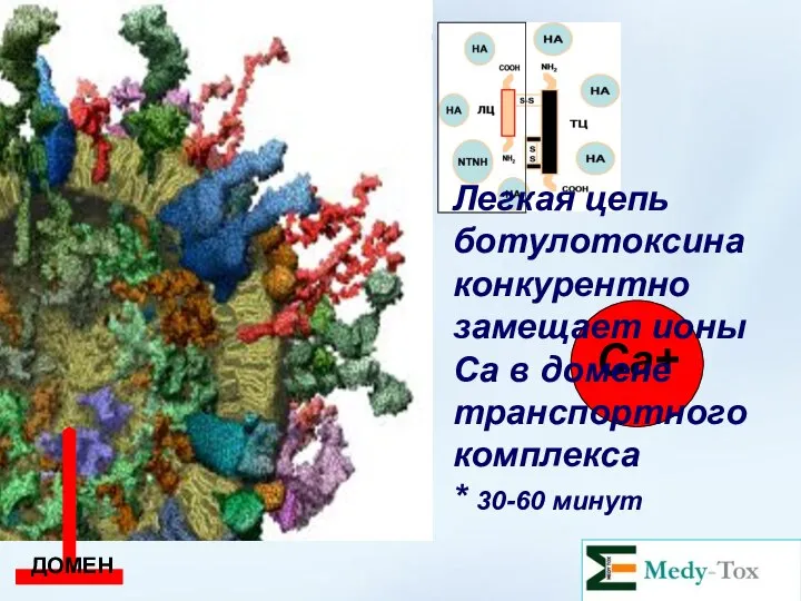 Са+ Легкая цепь ботулотоксина конкурентно замещает ионы Са в домене транспортного комплекса * 30-60 минут ДОМЕН