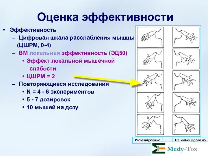 Оценка эффективности Эффективность Цифровая шкала расслабления мышцы (ЦШРМ, 0-4) ВМ локальная