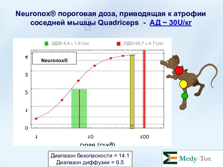 Neuronox® пороговая доза, приводящая к атрофии соседней мышцы Quadriceps - АД