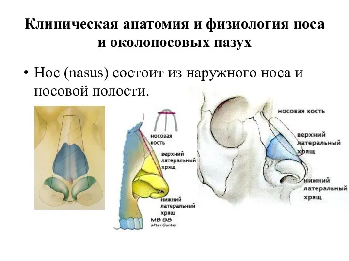 Клиническая анатомия и физиология носа и околоносовых пазух Нос (nasus) состоит