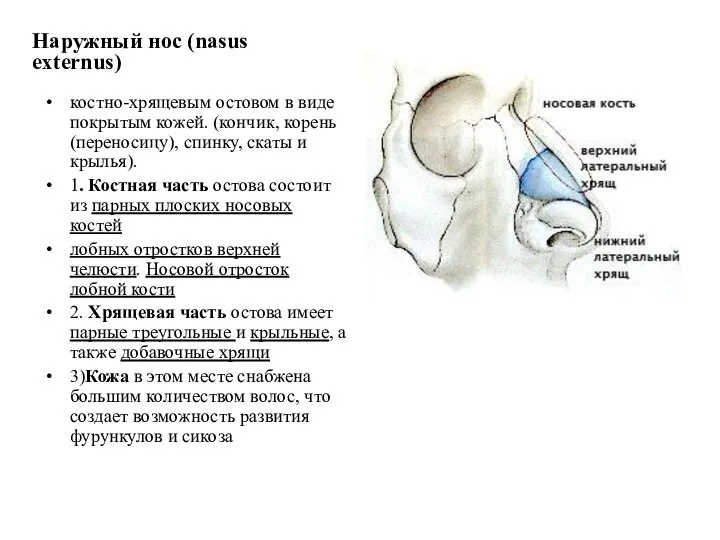 Наружный нос (nasus externus) костно-хрящевым остовом в виде покрытым кожей. (кончик,