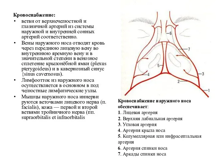 Кровоснабжение: ветви от верхнечелюстной и глазничной артерий из системы наружной и