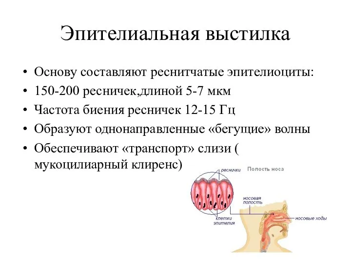 Эпителиальная выстилка Основу составляют реснитчатые эпителиоциты: 150-200 ресничек,длиной 5-7 мкм Частота