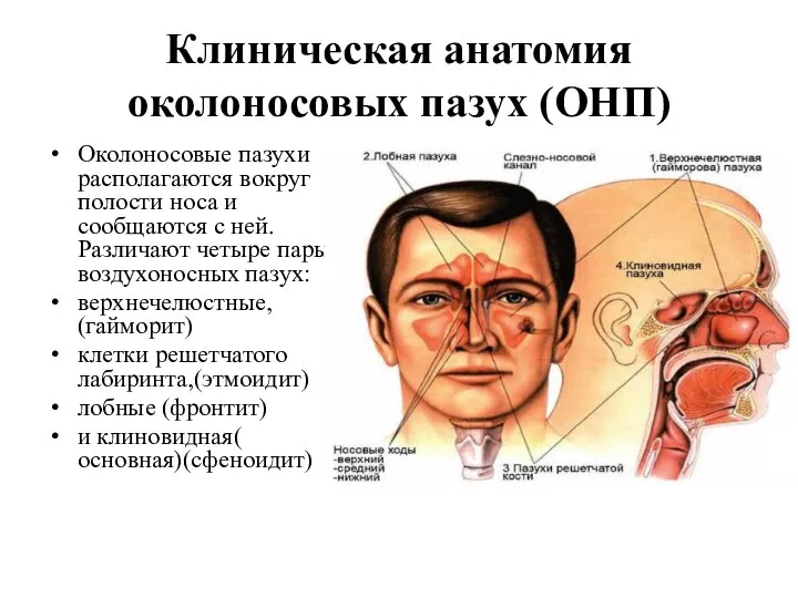 Клиническая анатомия околоносовых пазух (ОНП) Околоносовые пазухи располагаются вокруг полости носа