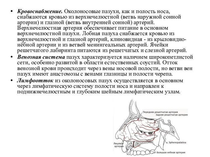 Кровоснабжение. Околоносовые пазухи, как и полость носа, снабжаются кровью из верхнечелюстной