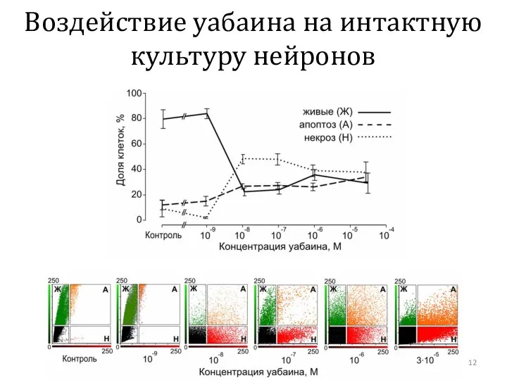 Воздействие уабаина на интактную культуру нейронов