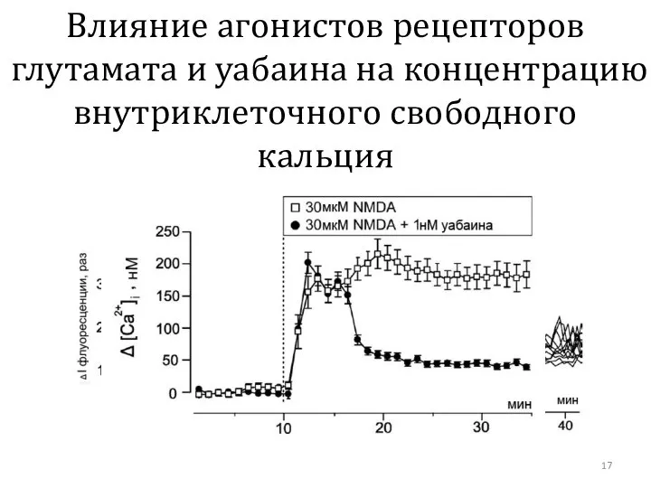 Влияние агонистов рецепторов глутамата и уабаина на концентрацию внутриклеточного свободного кальция