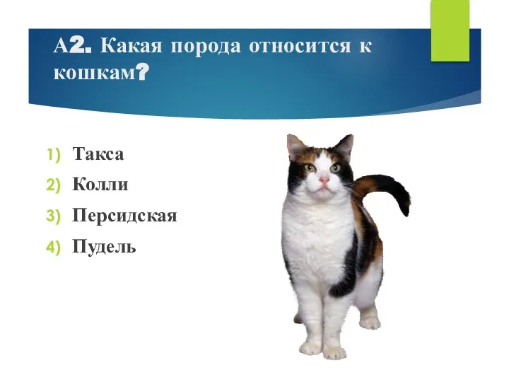 А2. Какая порода относится к кошкам? Такса Колли Персидская Пудель