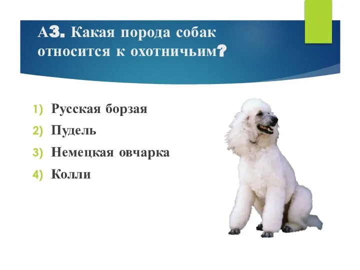 А3. Какая порода собак относится к охотничьим? Русская борзая Пудель Немецкая овчарка Колли