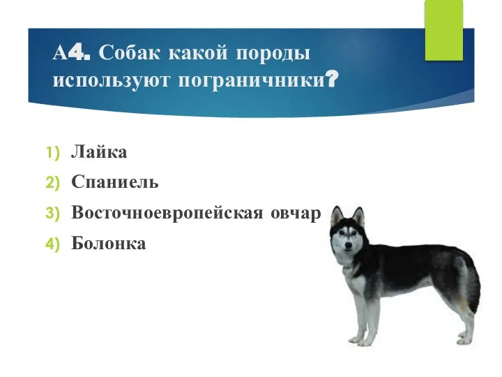 А4. Собак какой породы используют пограничники? Лайка Спаниель Восточноевропейская овчарка Болонка