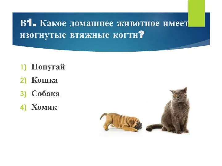 В1. Какое домашнее животное имеет изогнутые втяжные когти? Попугай Кошка Собака Хомяк