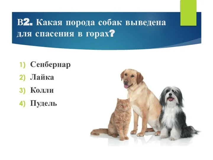 В2. Какая порода собак выведена для спасения в горах? Сенбернар Лайка Колли Пудель