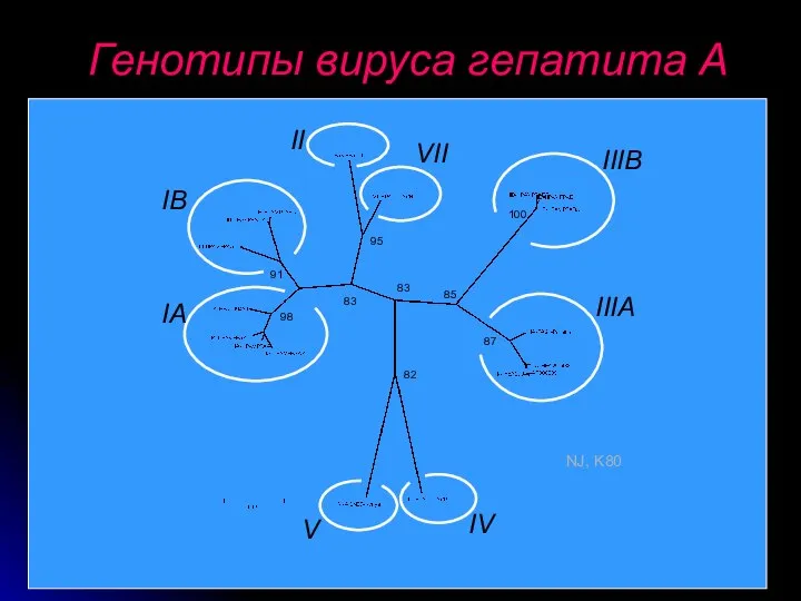 Генотипы вируса гепатита А