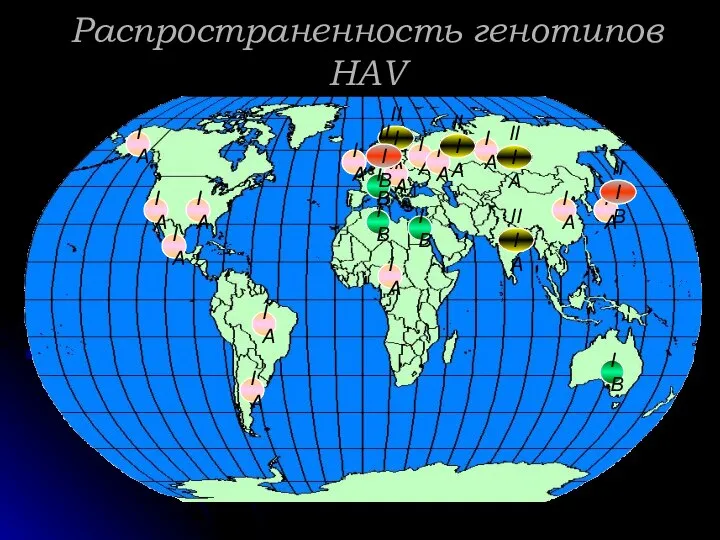 Распространенность генотипов HAV IA IA IA IIIA IIIA