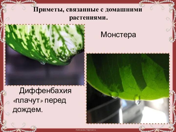 Приметы, связанные с домашними растениями. Диффенбахия «плачут» перед дождем. Монстера