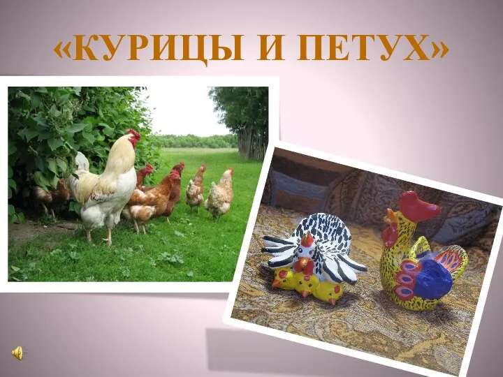 «КУРИЦЫ И ПЕТУХ»