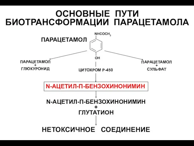 ОСНОВНЫЕ ПУТИ БИОТРАНСФОРМАЦИИ ПАРАЦЕТАМОЛА