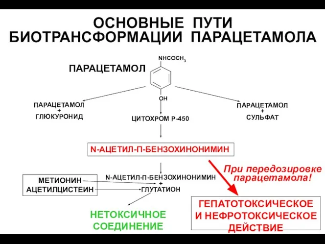 ОСНОВНЫЕ ПУТИ БИОТРАНСФОРМАЦИИ ПАРАЦЕТАМОЛА ПАРАЦЕТАМОЛ ПАРАЦЕТАМОЛ + ГЛЮКУРОНИД ПАРАЦЕТАМОЛ + СУЛЬФАТ