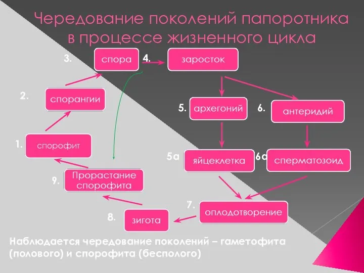 Чередование поколений папоротника в процессе жизненного цикла 3. 4. 2. 5.