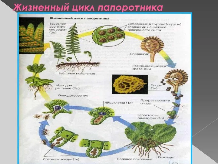 Жизненный цикл папоротника