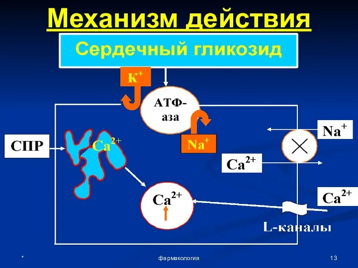 * фармакология Механизм действия