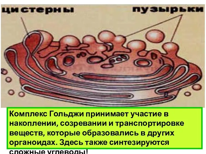 Комплекс Гольджи принимает участие в накоплении, созревании и транспортировке веществ, которые