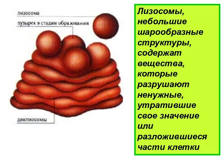 Лизосомы, небольшие шарообразные структуры, содержат вещества, которые разрушают ненужные, утратившие свое значение или разложившиеся части клетки