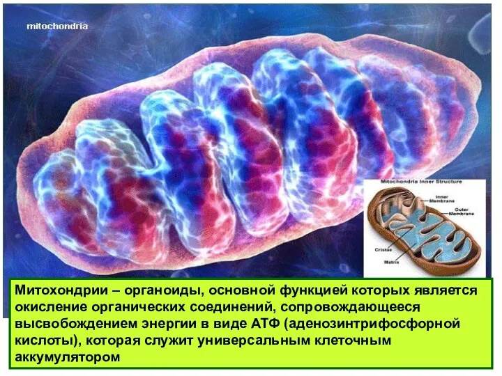 Митохондрии – органоиды, основной функцией которых является окисление органических соединений, сопровождающееся