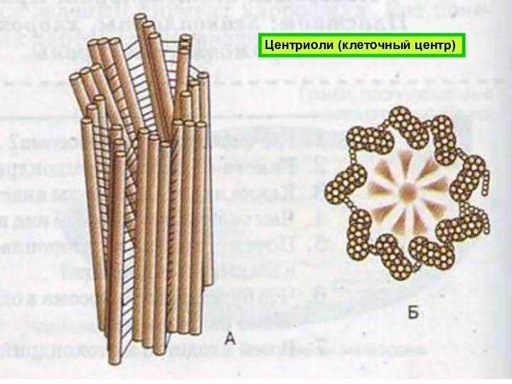 Центриоли (клеточный центр)