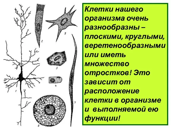 Клетки нашего организма очень разнообразны – плоскими, круглыми, веретенообразными или иметь