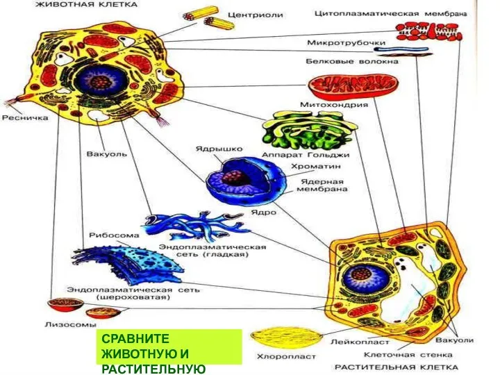 СРАВНИТЕ ЖИВОТНУЮ И РАСТИТЕЛЬНУЮ КЛЕТКИ